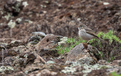 Berthelot's Pipit (endemic to Canary Islands)