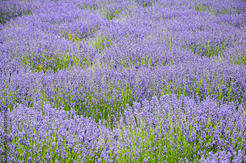 Scented purple lavender field background, closeup of flowers, Provence in summer