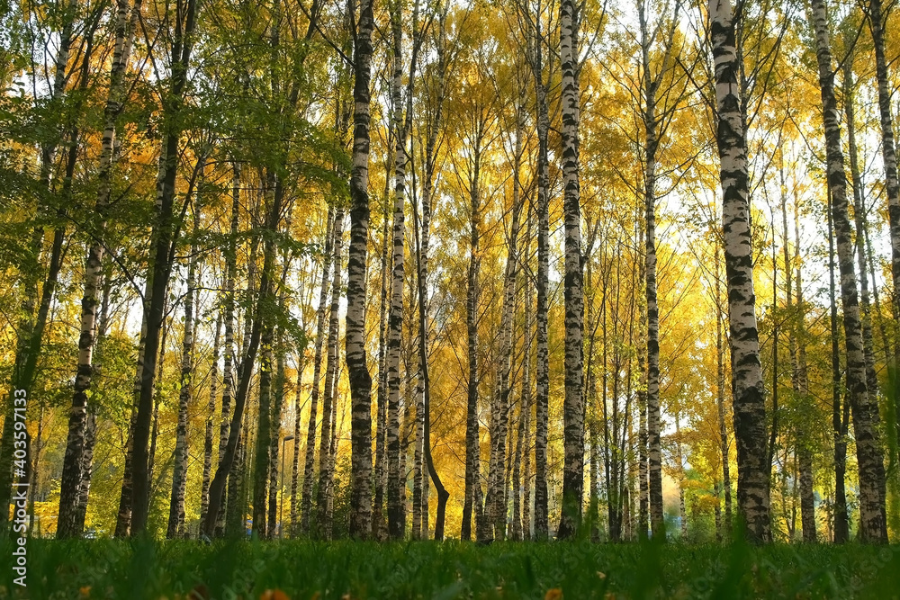 Beautiful view on autumn park with green and yellow leaves in the city, bottom view. Falling yellow dry leaves are covering green grass and ground. Birches in the sun. Beautiful view on autumn park with green and yellow leaves in the city, bottom view. Falling yellow dry leaves are covering green grass and ground. Birches in the sun.