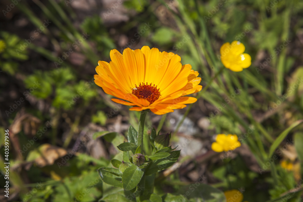 yellow flower on the field in a countryside yellow flower on the field in a countryside