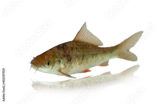 Osteochilus(Cyprinidae) isolated on white background, with clipping path