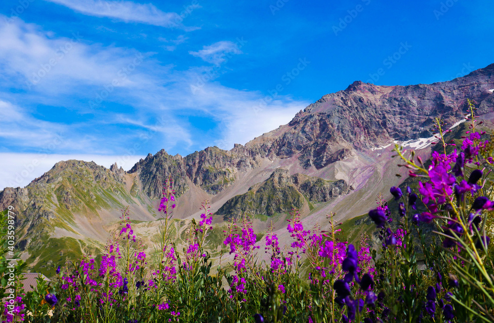 Purple flower with mountains in the background