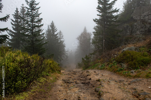 leśna ścieżką skąpana w porannej mgle. jesienna aura w polskich górach