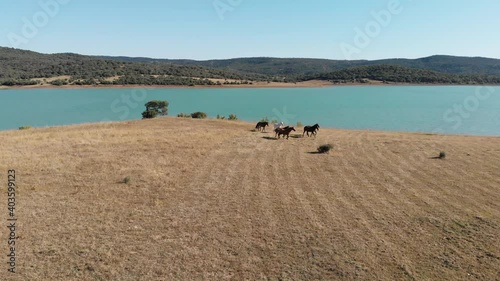 Turquoise Wakana lake side surrounded by wild horses grazing the barren golden meadow - Aerial low angle fly-backwards hot