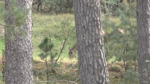 Young Deer Behind The Trees Grazing Grass In The Field - Medium Shot photo