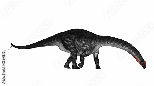 Apatosaurus dinosaur drinking or eating isolated in white background - 3D render