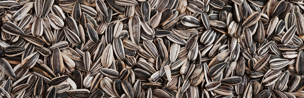 Fried black striped sunflower seeds. Background. Texture. Panorama. Fried black striped sunflower seeds. Background. Texture. Panorama.