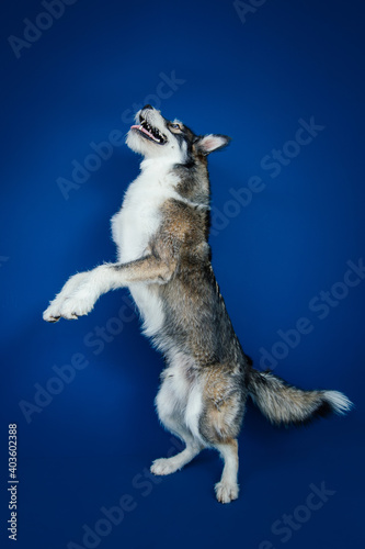 Fototapeta Naklejka Na Ścianę i Meble -  Beautiful mix-breed bi-eyed husky dog against blue background. 
