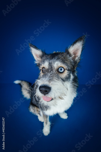 Beautiful mix-breed bi-eyed husky dog against blue background.  © belyaaa