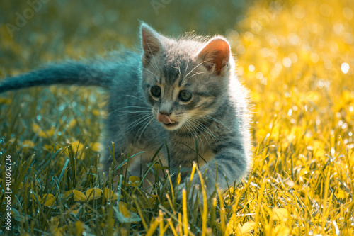 Little kitty playing in grass