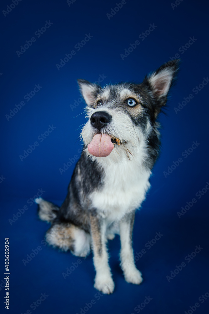 Beautiful mix-breed bi-eyed husky dog against blue background. Beautiful mix-breed bi-eyed husky dog against blue background.