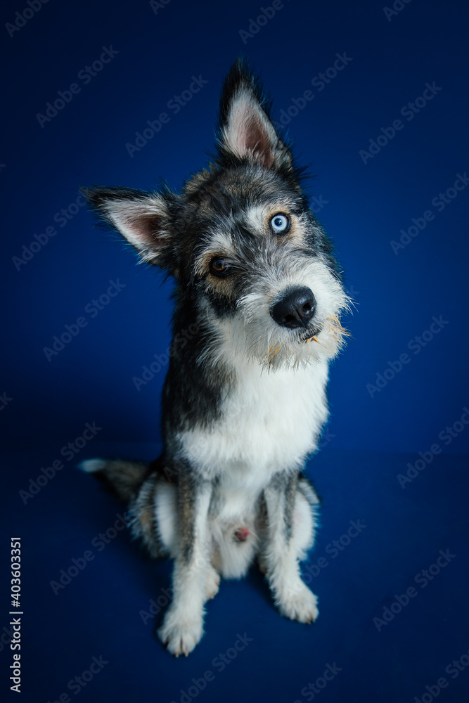 Beautiful mix-breed bi-eyed husky dog against blue background. 
