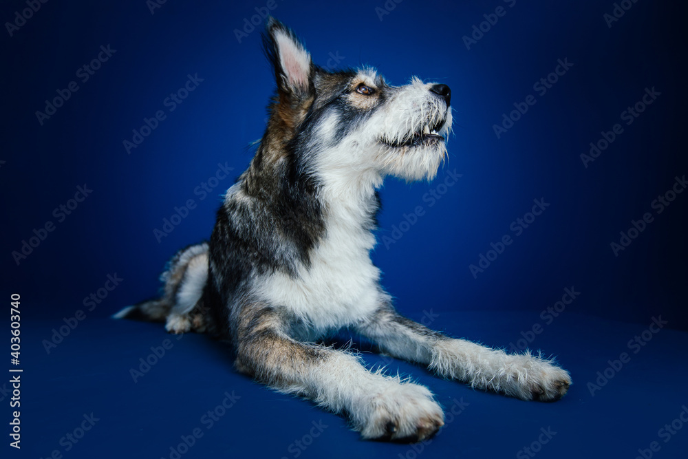 Beautiful mix-breed bi-eyed husky dog against blue background. Beautiful mix-breed bi-eyed husky dog against blue background.