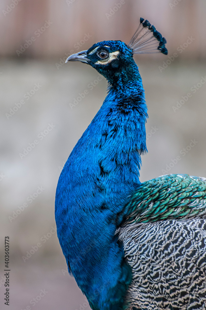 Fototapeta premium blue peacock head, peacock close up