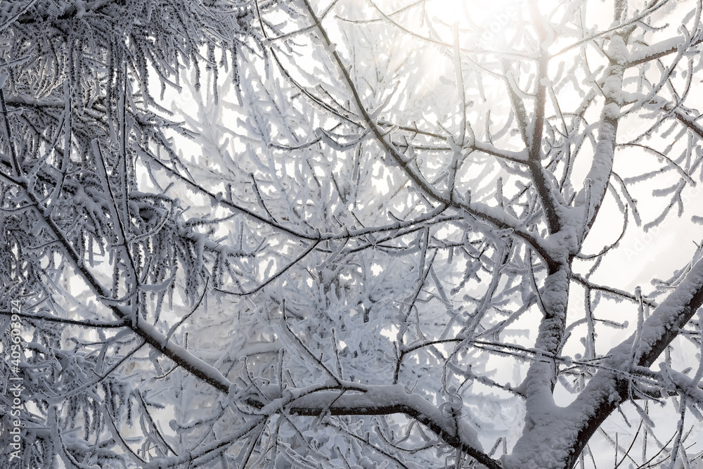 Obraz premium Sun and tree branches covered with snow and hoarfrost