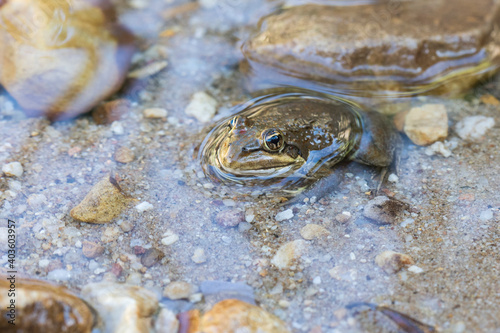 Cape river frog (Amietia fuscigula) sitting in the water with its upper body sticking out photo