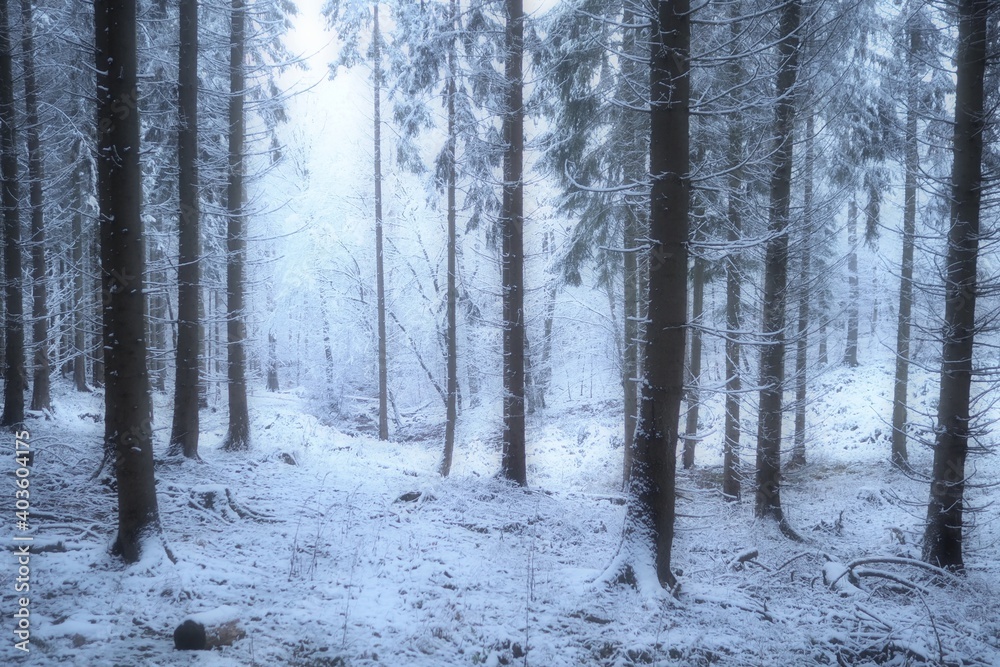 forest in winter forest in winter