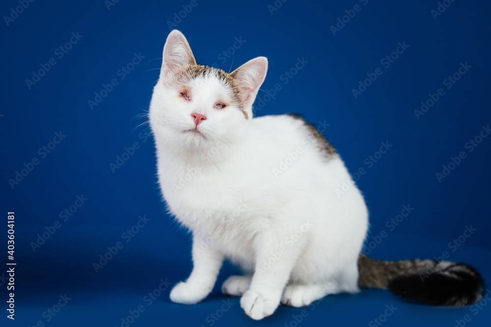Beautiful blind cat posing against blue background. 