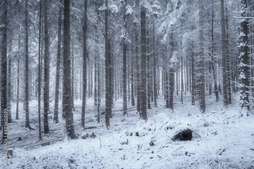 forest in winter forest in winter