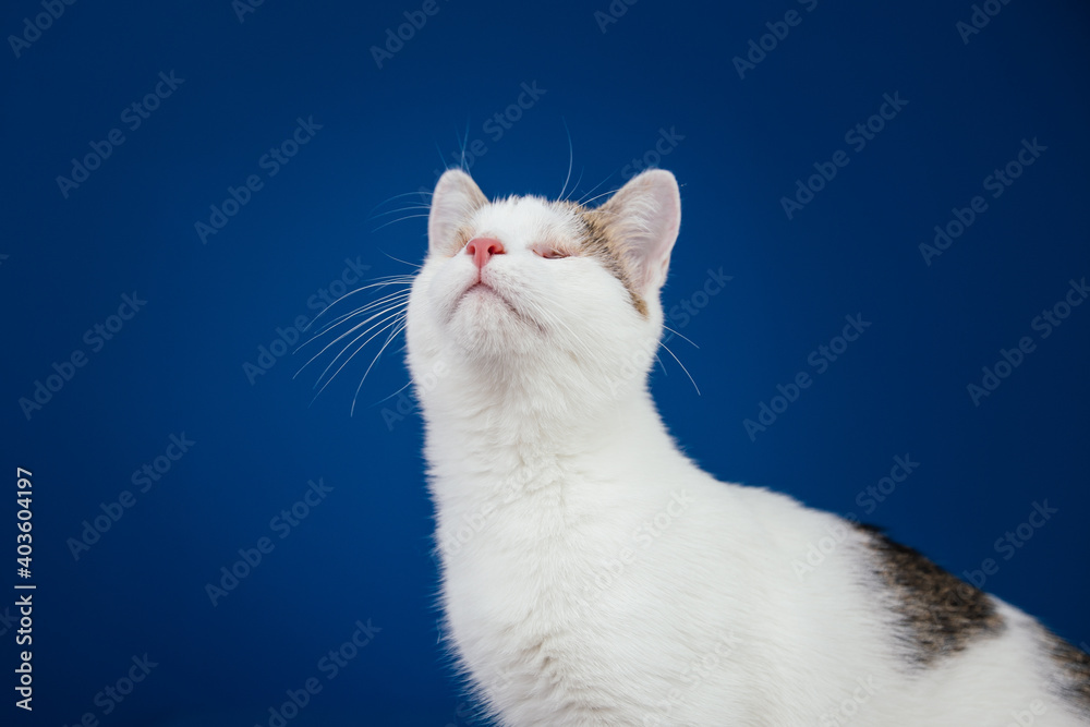 Beautiful blind cat posing against blue background. 