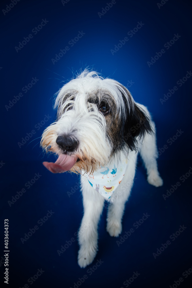 Romanian Mioritic shepherd puppy posing against blue background. Romanian Mioritic shepherd puppy posing against blue background.