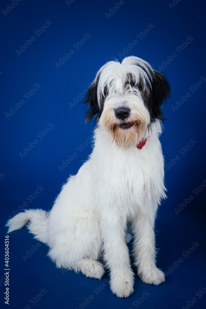 Romanian Mioritic shepherd puppy posing against blue background. 