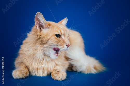 Beautiful orange longhaired cat posing against blue background. 