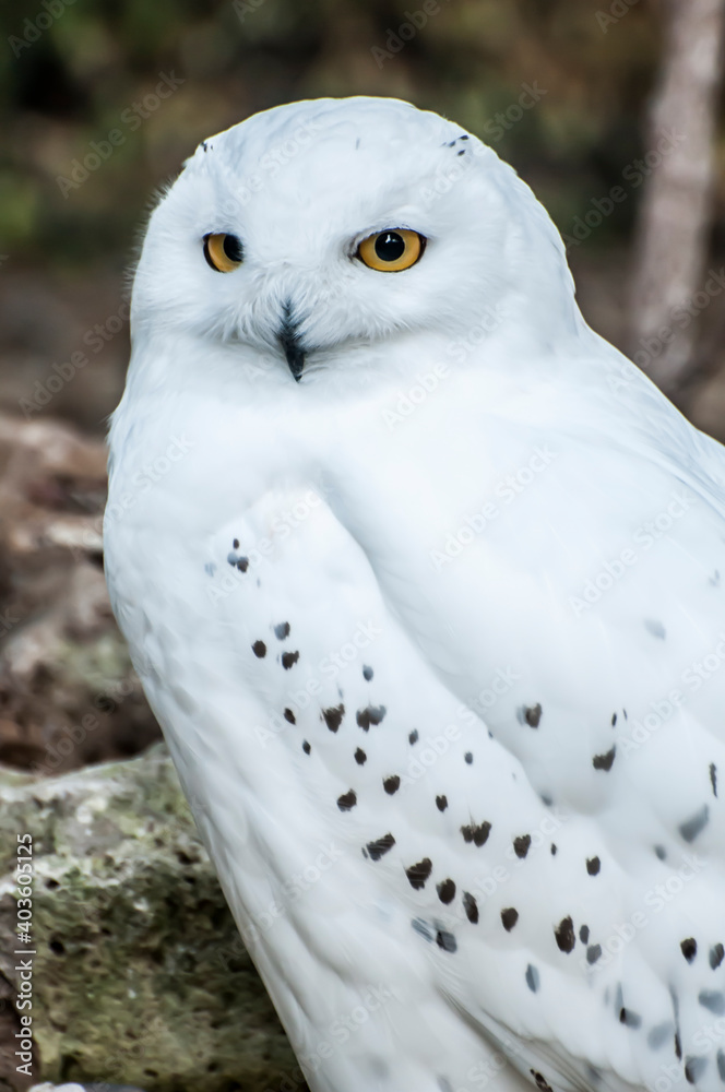 Obraz premium snowy owl on the ground,