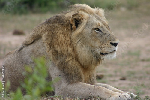 male lion in the wild