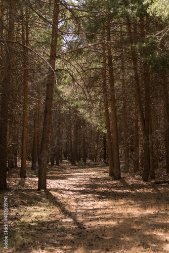 pine forest in Sierra Nevada in southern Spain