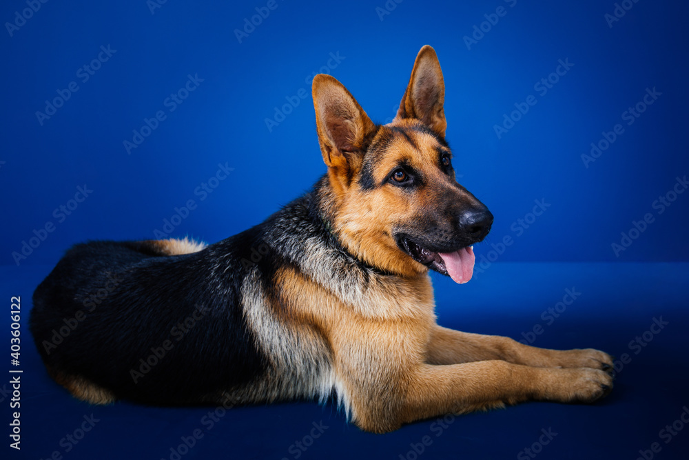 Beautiful German shepherd dog against blue background. Beautiful German shepherd dog against blue background.