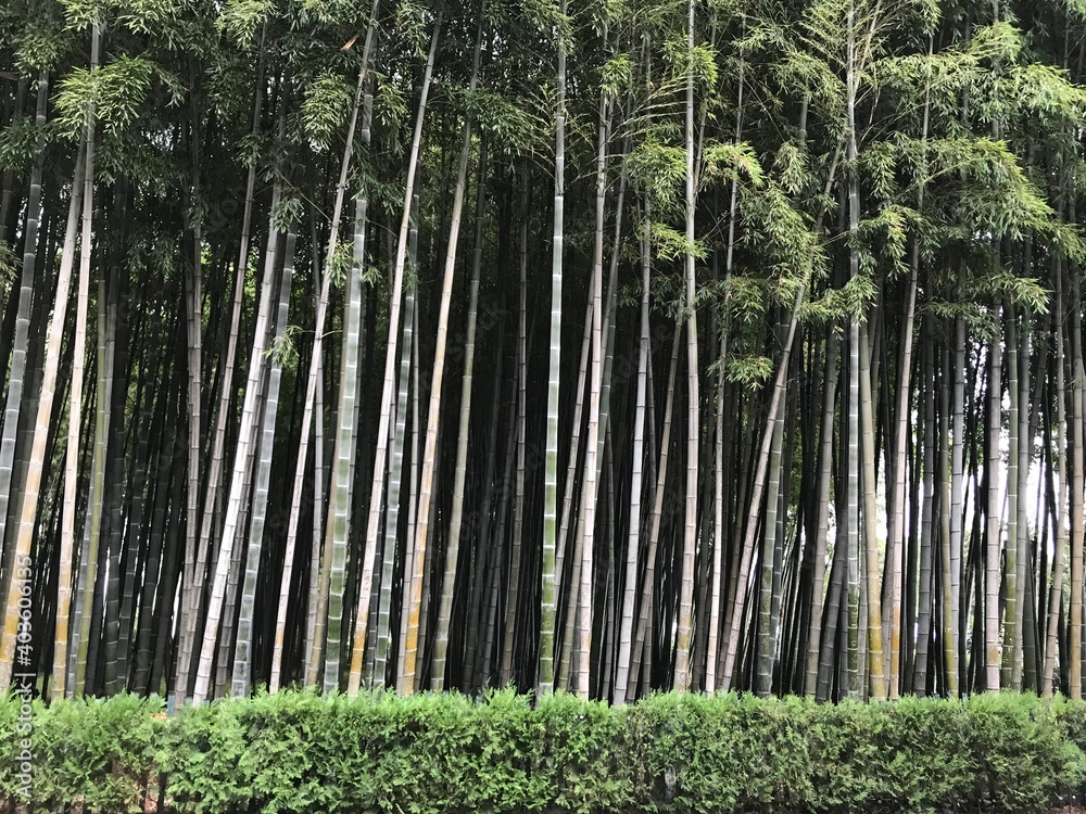 Georgia Batumi bamboo treas 3 July 2018 Georgia Batumi bamboo treas 3 July 2018