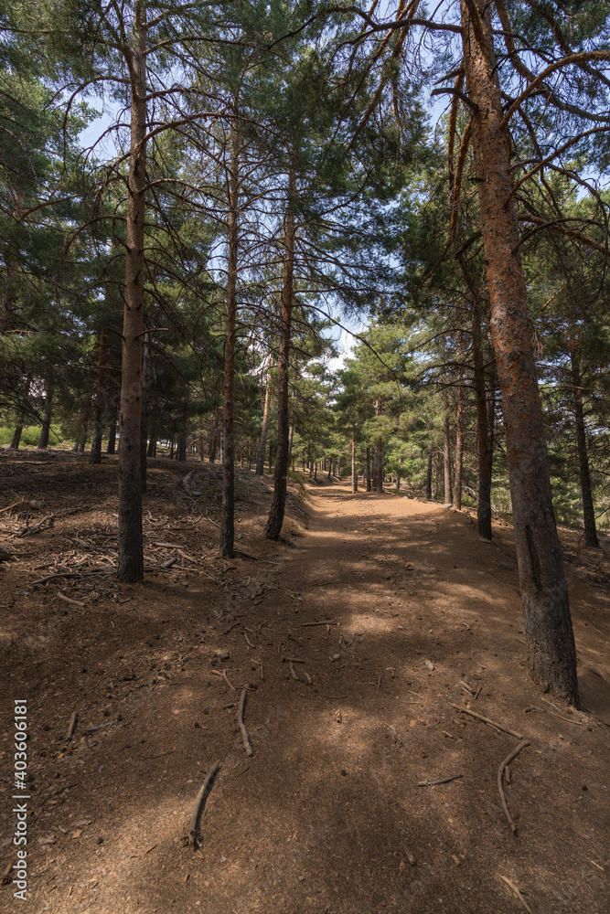 pine forest in Sierra Nevada in southern Spain pine forest in Sierra Nevada in southern Spain