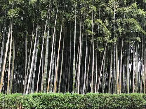 Georgia Batumi bamboo treas 3 July 2018