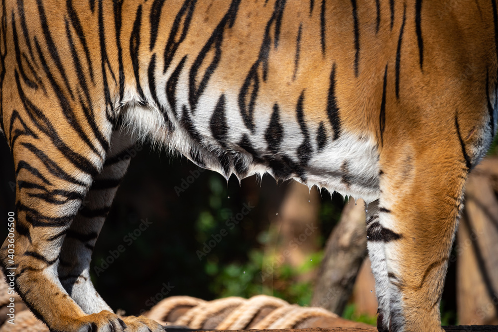 tiger wildlife mammal predator, wild carnivore animal, bengal tiger showing in zoo tiger wildlife mammal predator, wild carnivore animal, bengal tiger showing in zoo