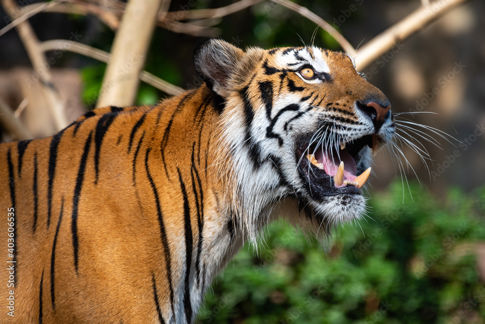 Fototapeta premium tiger wildlife mammal predator, wild carnivore animal, bengal tiger showing in zoo
