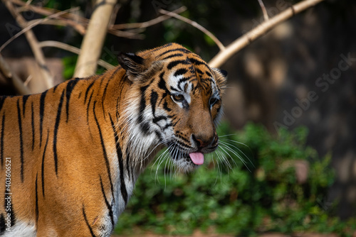 tiger wildlife mammal preda...
