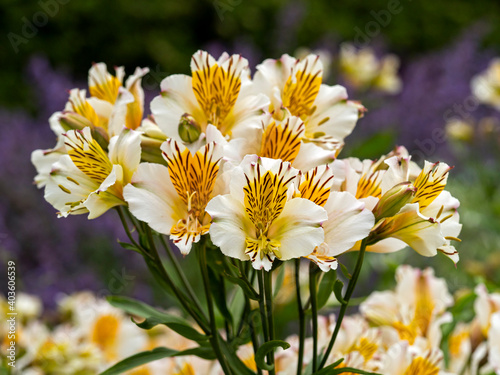 Lovely white and yellow Alstroemeria Peruvian lily or lily of the Incas flowering in a garden