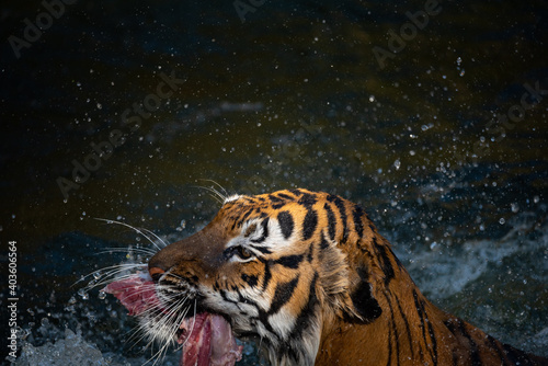 tiger wildlife mammal predator, wild carnivore animal, bengal tiger showing in zoo © chokniti