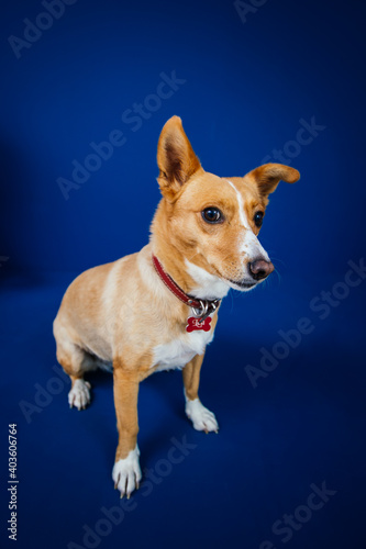 Funny dog against blue background  © belyaaa