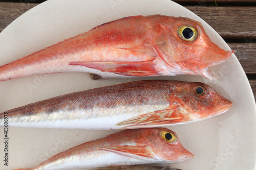 red mullet raw fish