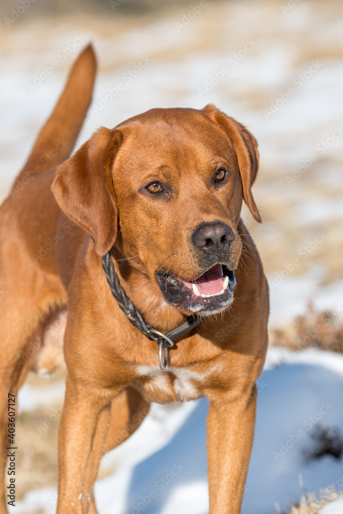 portrait of a beautiful brown labrador retriever running with stick portrait of a beautiful brown labrador retriever running with stick