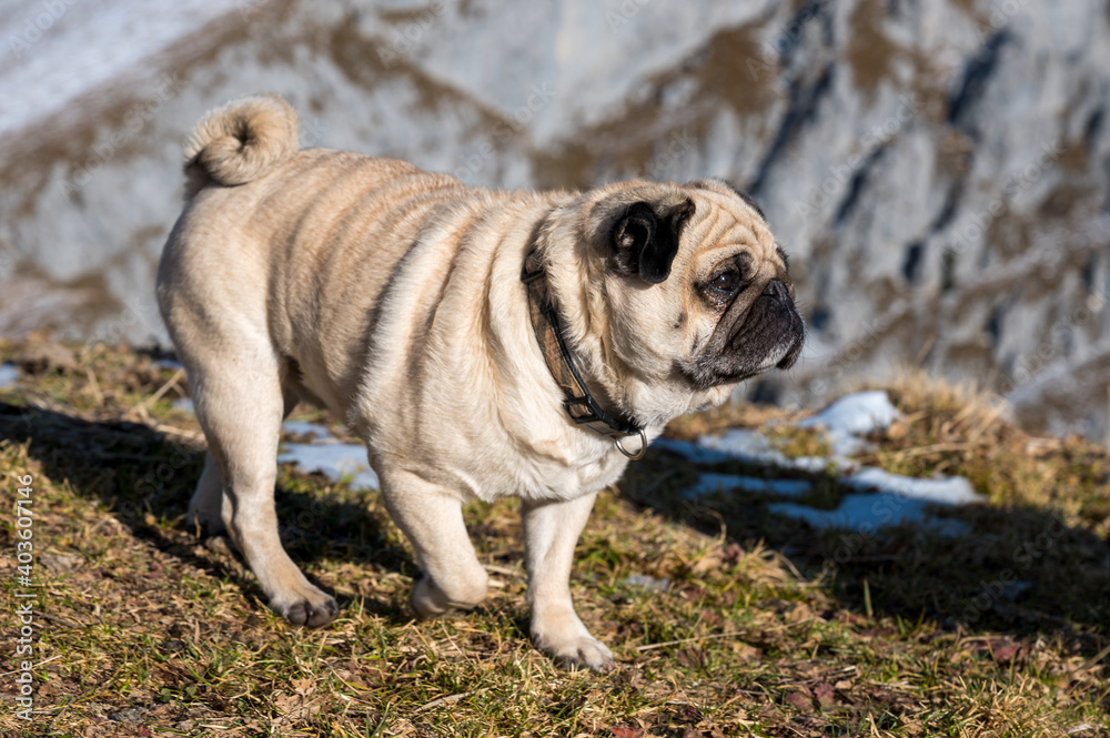 portrait of a pug while hiking in Diemtigtal
