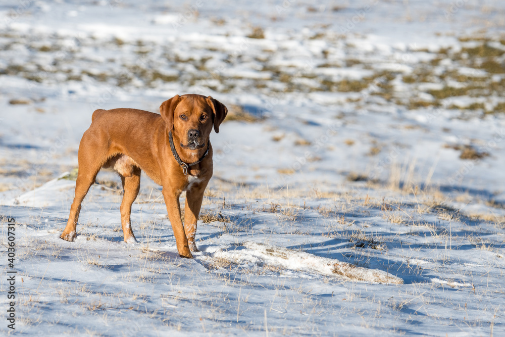 young brown labrador retriever in snow in Diemtigtal young brown labrador retriever in snow in Diemtigtal
