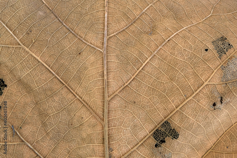 Obraz premium Brown Teak leaf close up