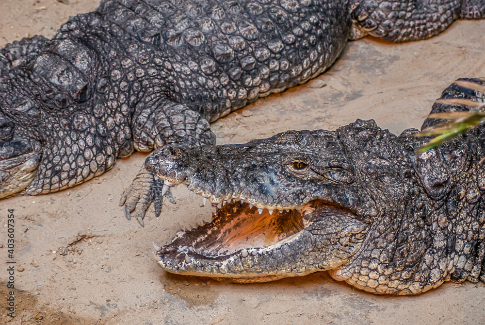Obraz premium crocodile on the river bank take a rest after hunting