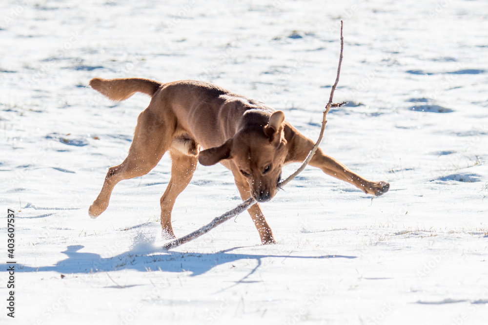 beautiful brown labrador retriever playing with stick in snow beautiful brown labrador retriever playing with stick in snow