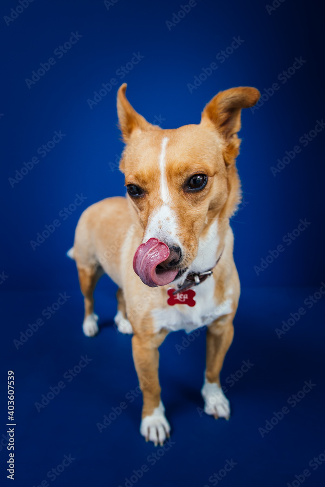Funny dog against blue background Funny dog against blue background