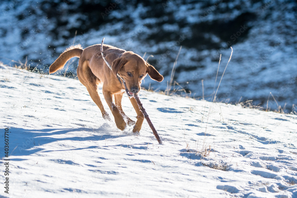 portrait of a beautiful brown labrador retriever in snow portrait of a beautiful brown labrador retriever in snow