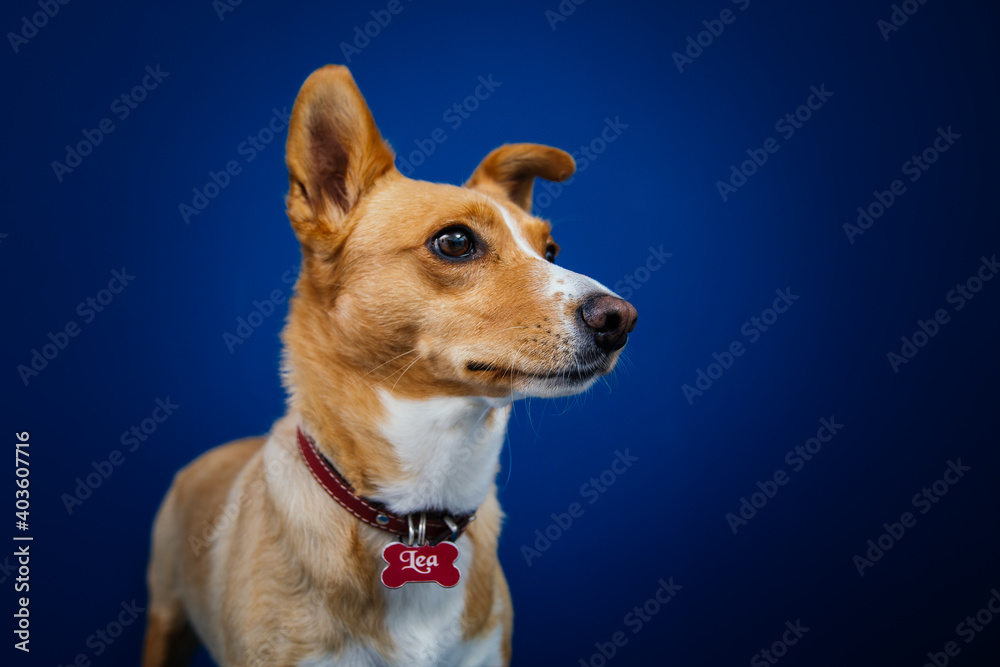 Funny dog against blue background Funny dog against blue background